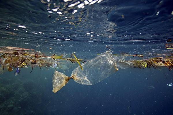La plastica sta diventando un problema di grande rilevanza per l ecosistema del pianeta, in particolare per quello marino.