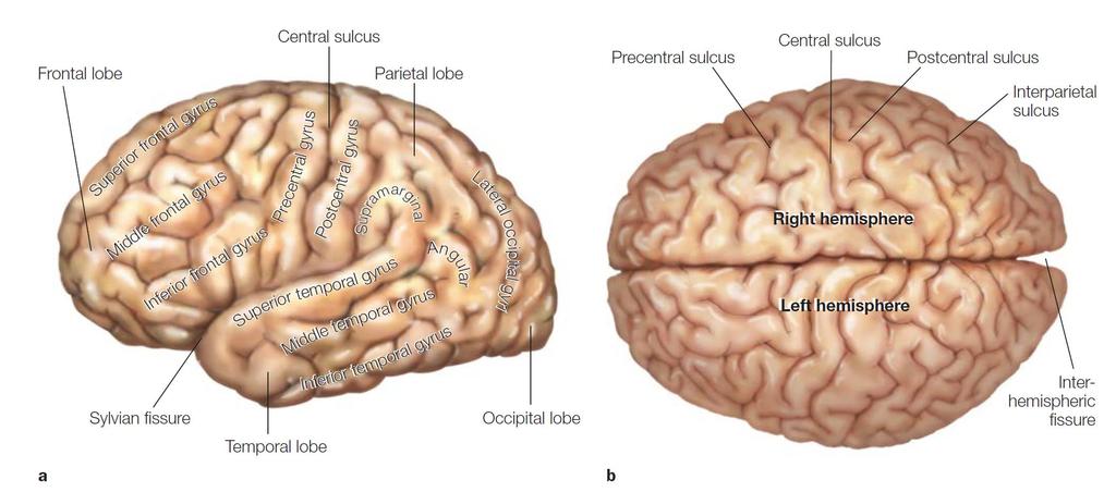 The human cerebral cortex. Lateral view of the left hemisphere (a) and dorsal view of the brain (b) in humans.