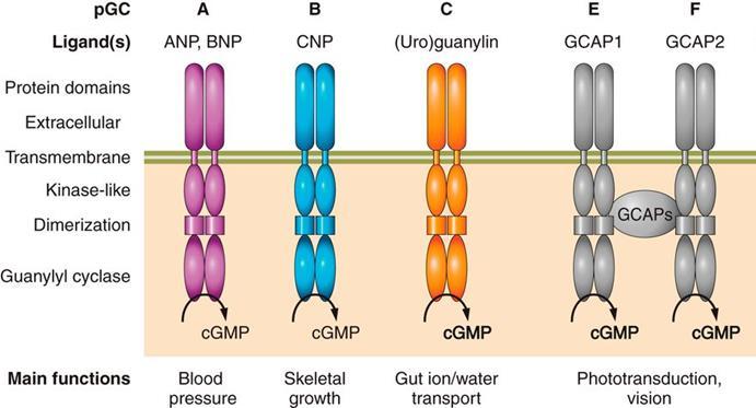 Varietà delle Guanilato ciclasi di membrana ANP: Atrial Natriuretic Peptide BNP: Brain-derived Natriuretic Peptide CNP: C-type Natriuretic Peptide (stimola anche la