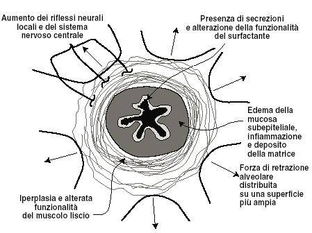 Meccanismi dell