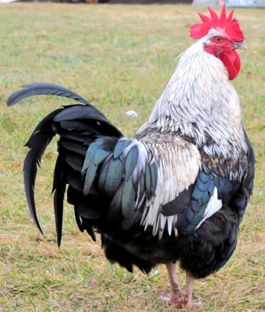 1845: prima esposizione avicola Le galline della Regina Vittoria suscitarono una vera e propria febbre collettiva per le