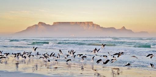 Tsogo Sun Stay Easy Cape Town GIORNO 3 CAPE PENINSULA Prima tappa di oggi sarà la colonia di pinguini di Boulders Beach.