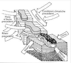 I fattori della formazione del suolo I fattori della formazione del suolo cosi come li ha codificati lo scienziato svizzero Hans Jenny (1941) possono definirsi fattori di stato, cioé le condizioni
