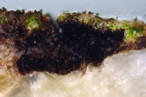 100 Foto n. 8. Altra zona della superficie dove si osserva olto bene la struttura del lichene attecchito.