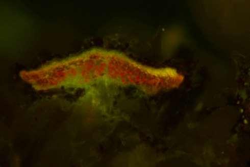 . Notare la fluorescenza tipica dell attività etabolica del lichene (la fluorescenza