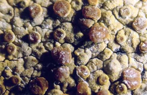 Studio orfoanatoico ediante icroscopio da biologia Si tratta di un lichene di tipo crostoso caratterizzato da un tallo placodioorfo.