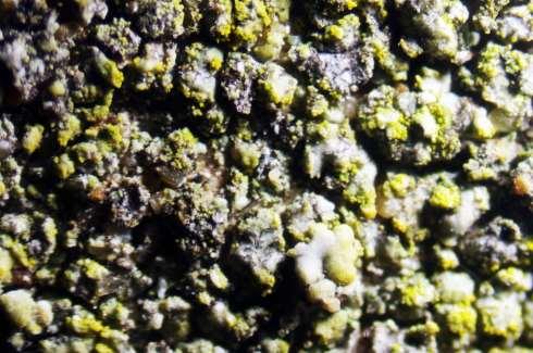 Studio orfoanatoico ediante icroscopio da biologia Si tratta di un lichene di tipo leproso-pulverulento caratterizzato da un aasso di particelle di colore verde-giallognolo.