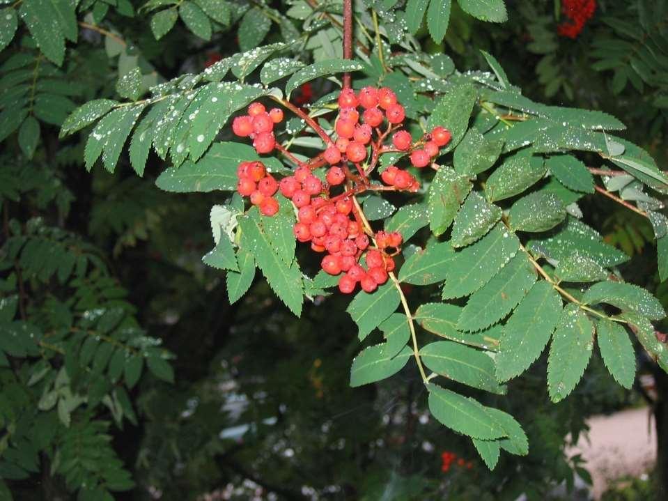 Sorbus