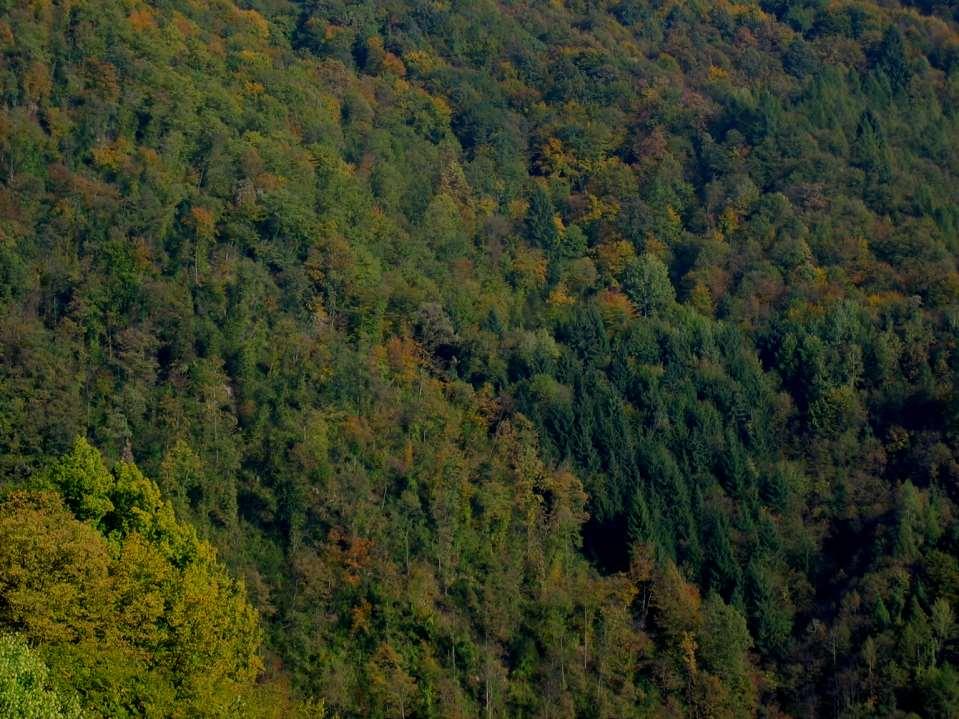 E come può il bosco svolgere queste e molte altre funzioni?