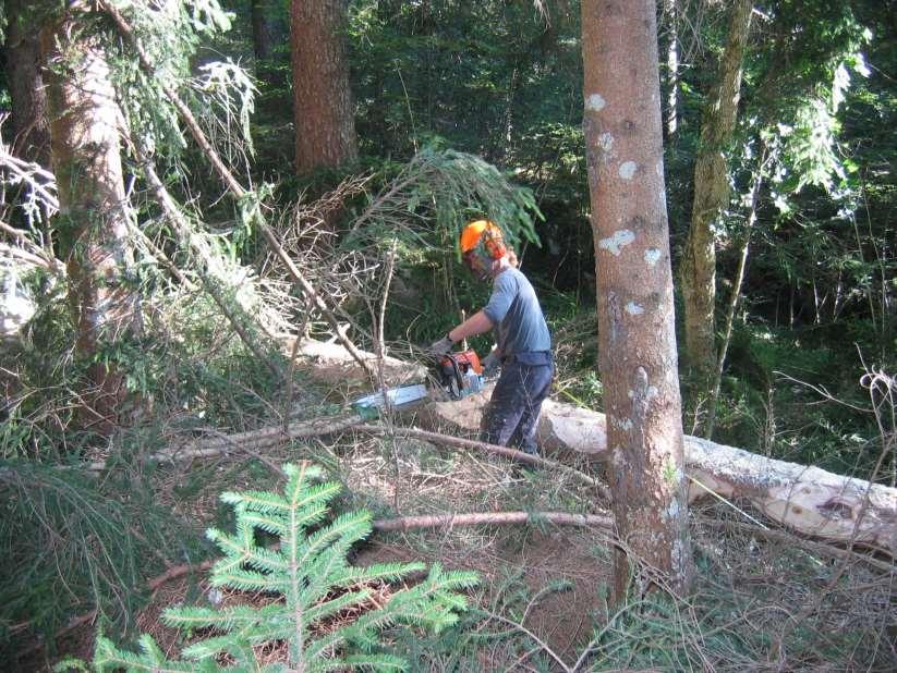 Gestione forestale - il piano