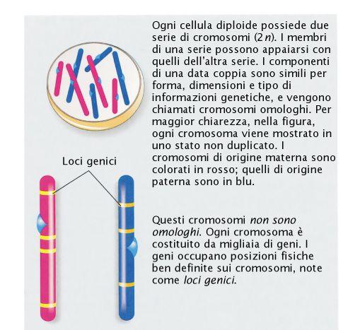 LOCI In biologia, il termine locus genico (o più semplicemente locus, plurale loci)