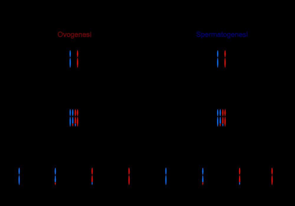 GAMETOGENESI Produzione dei