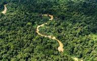 70 per cento della biodiversità mondiale la foresta Amazzonica è il polmone della
