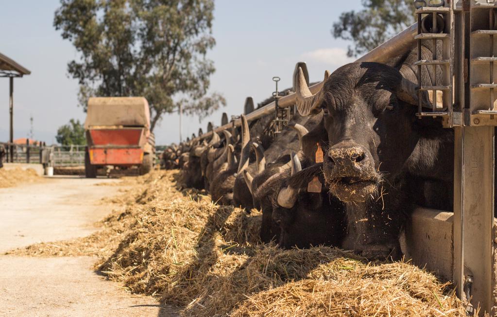 Azienda zootecnica Disponiamo di 650 capi che ci consentono di sopperire al quasi totale fabbisogno di latte.