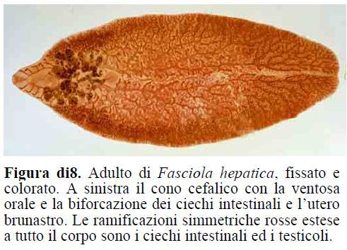 DISTOMATOSI EPATICHE Fasciola