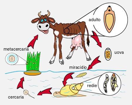 Fuoriuscite dal mollusco le cercarie si portano sui vegetali dove perdono la coda incistandosi in metacercarie.