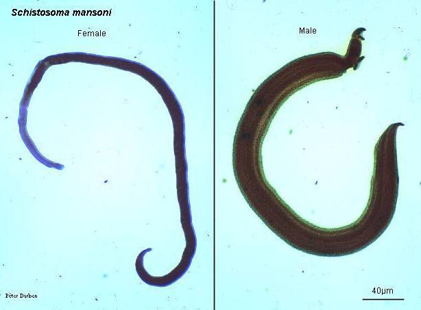 Schistosoma spp. Sessi separati.