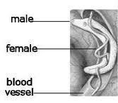 Schistosoma spp. I vermi immaturi (schstosomuli) raggiungono le vene del mesentere (S.