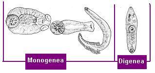 La classe TREMATODA si divide in due sottoclassi principali: MONOGENEA a ciclo diretto, ectoparassiti dei pesci DIGENEA a ciclo