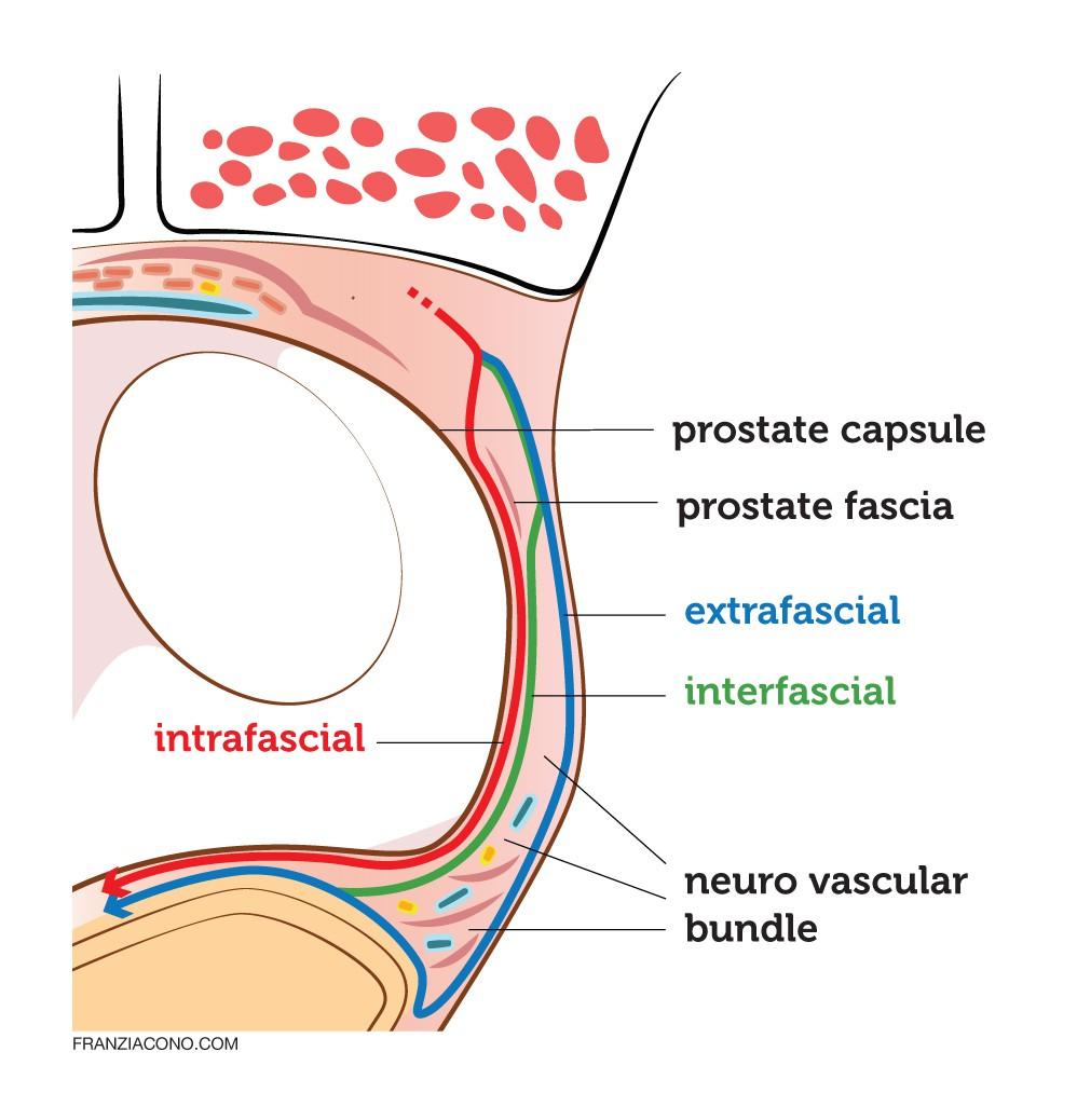 Fisiopatologia della DE post RP Anatomia topografica e funzionale della