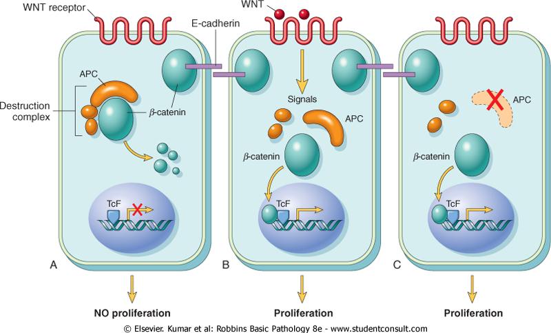 può essere ubiquitinata e distrutta tramite l oncosoppressore APC (ubiquitina-ligasi) Quando questa manca, la