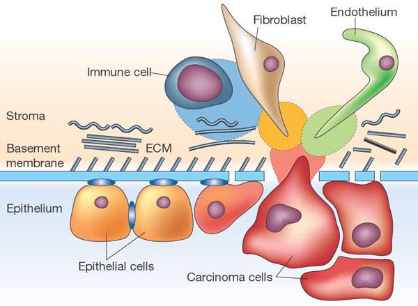 Hallmarks of Cancer Cells Replicazione autosufficiente Prolungata sopravvivenza