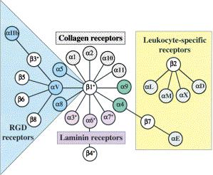 The Integrin Family of Receptors Vitronectin Fibronectin ICAM