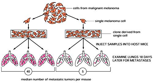 Tumor Cell