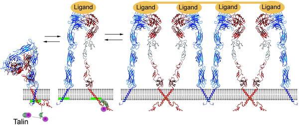 Model for Inside-Out Integrin Activation by Talin Signaling Signaling Inactive Active, Dimer Active, Multimerization β subunit cytoplasmic