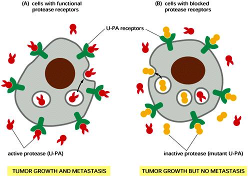 Invasione della membrana basale Componenti della matrice extracellulare: Type IV collagen, laminin, proteoglycans Le cellule