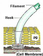 gradiente di H+ presente fra le due facce della membrana
