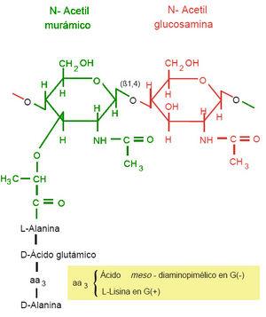 L unità di struttura è il peptidoglicano (mureina, mucopeptide), macromolecola