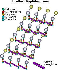 vi sono fino a 40 strati di peptidoglicano (50%