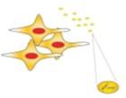 di identificare LC con elevata sensibilità e specificità con importanti implicazioni cliniche per una diffusione su larga scala dello