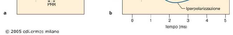 Periodo refrattario assoluto (PRA): Nessun generato, indipendentemente dallo stimolo applicato.