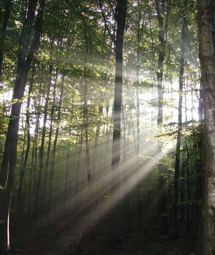 La tutela e la difesa dell ambiente sono alcuni dei valori che ci contraddistinguono.