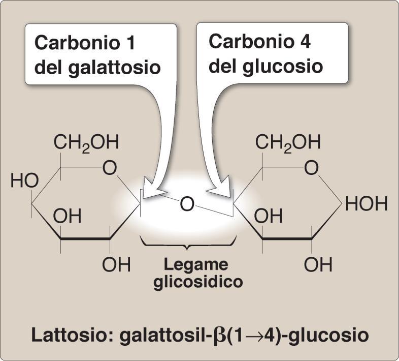 Legame O- glicosidico : gruppo ossidrilico di uno zucchero che reagisce