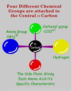000 daltons costituite da un certo numero di aminoacidi legati fra loro in modo covalente