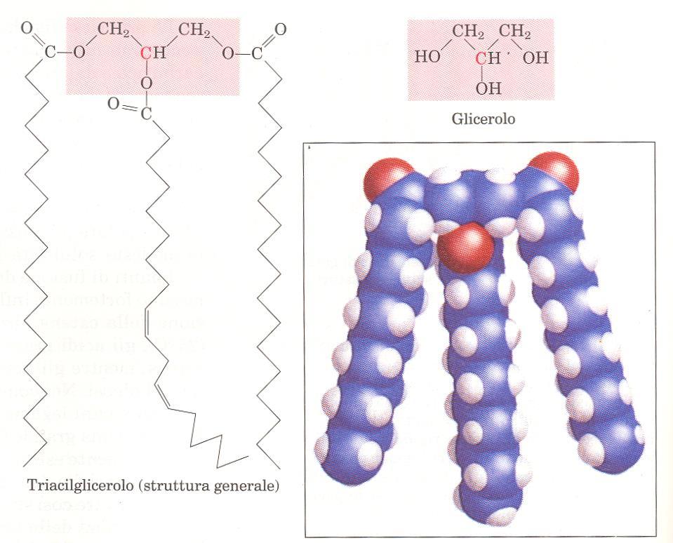 3 acidi grassi legati ad una molecola di glicerolo mediante legame