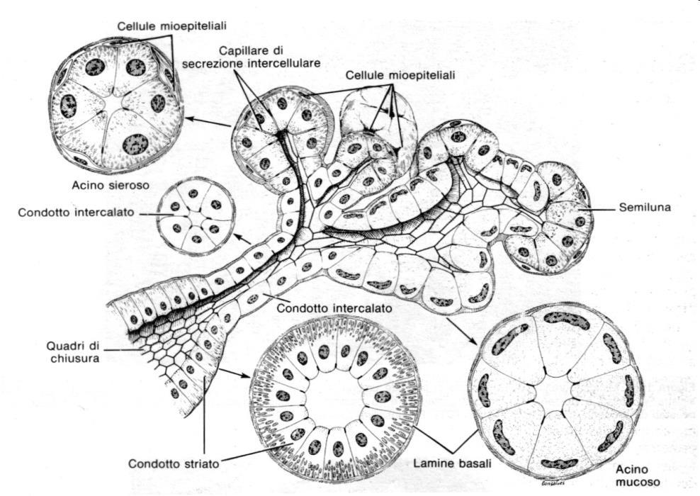 anatomia