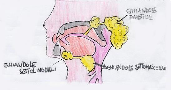 a cellule squamose Carcinoma sebaceo Adenocarcinoma a