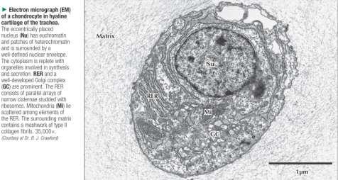 COLLAGENE DI