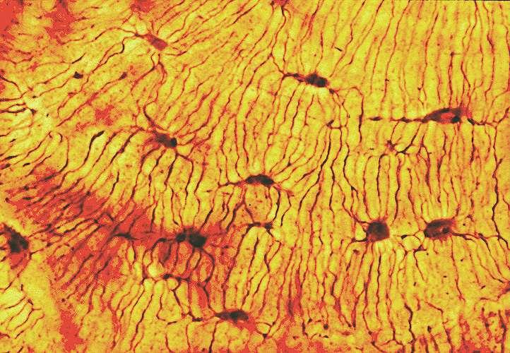 Gli osteociti possiedono dei processi con cui si contattano l un l altro comunicando mediante