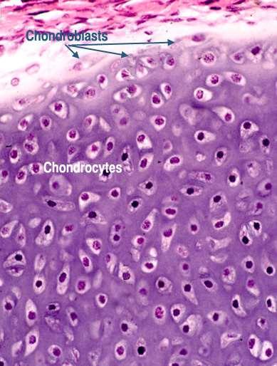 Differenziamento delle cellule condrogeniche
