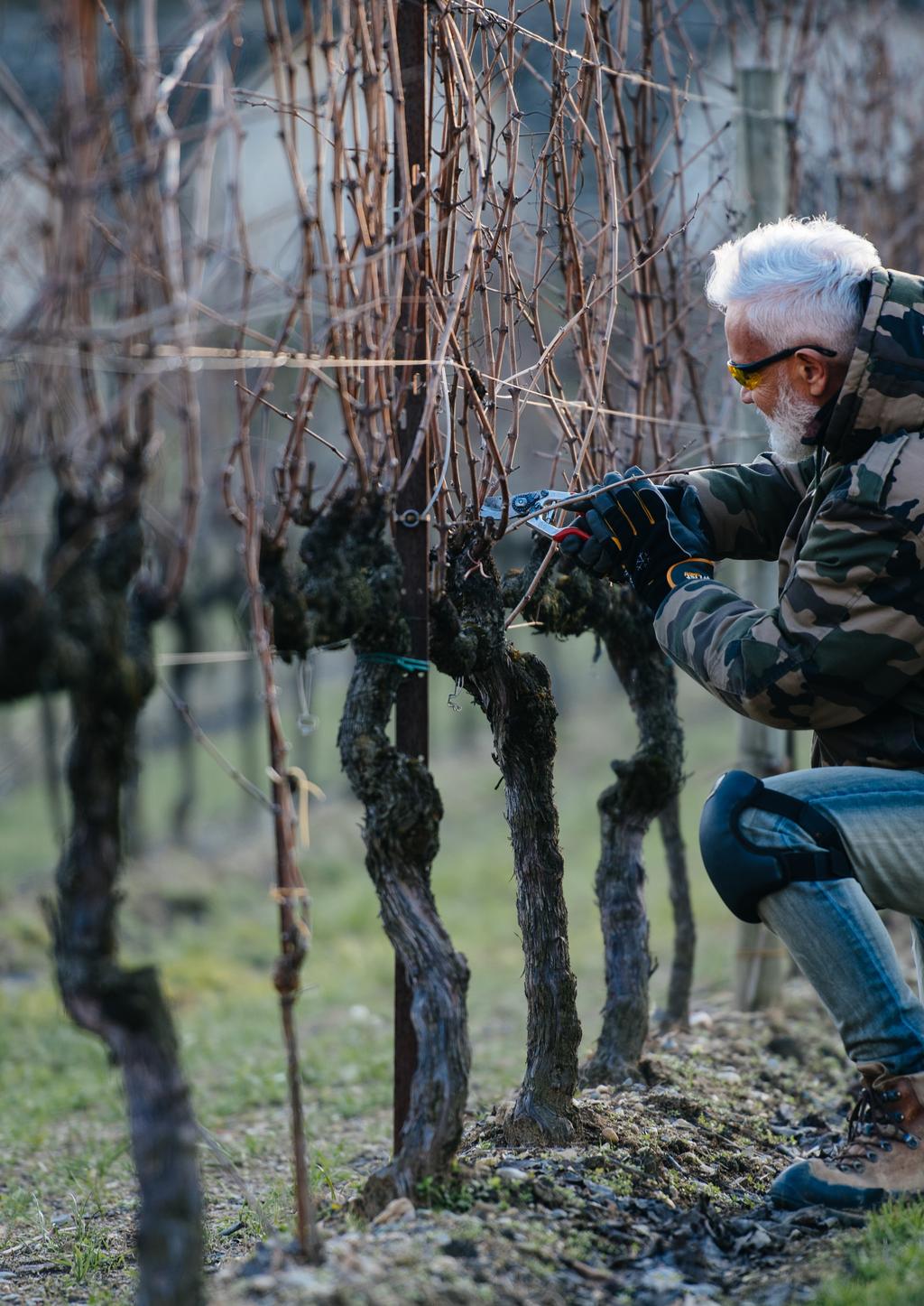 SIMONIT &SIRCH Simonit&Sirch è l unico gruppo strutturato a livello internazionale nel settore della formazione del personale addetto alla potatura manuale della vite, consulenti di oltre 130