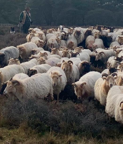 filari, atelier dimostrativi di innesto, dendrochirurgia, cavalli,.