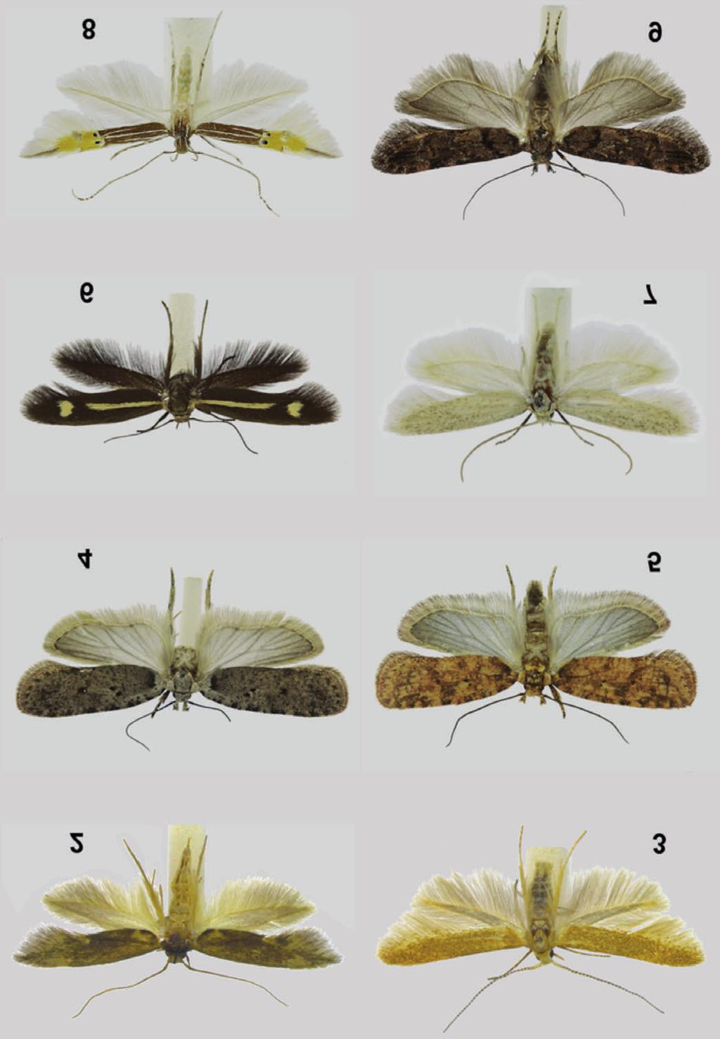 BALDIZZONE - SCALERCIO Figg. 2-9. Foto di alcune delle specie di maggiore interesse.