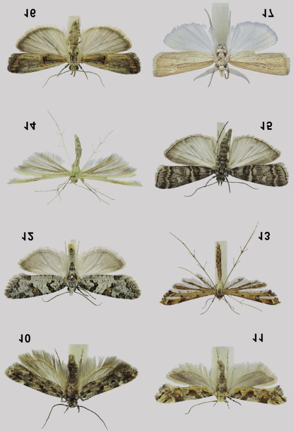 Contributo alla conoscenza dei microlepidotteri dell Aspromonte (Lepidoptera) Figg. 10-17. Foto di alcune delle specie di maggiore interesse.