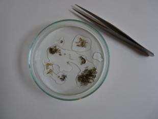 Macroinvertebrati bentonici In laboratorio: 3.