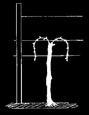 84 corte degli ultimi germogli e comunque a un ricadere della vegetazione. Figura 5.4 Rappresentazione schematica della Pergola Figura 5.